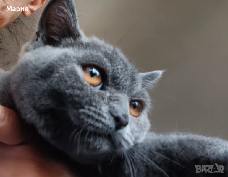 Британски късокосмести котета, снимка 1