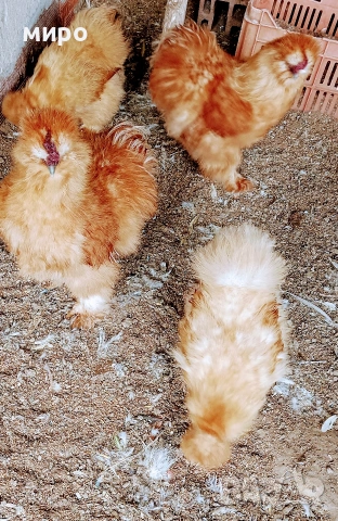 Петлета Копринки!, снимка 4 - Кокошки и пуйки - 54094743