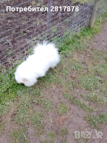 померан , снимка 3 - Шпиц - 53207833