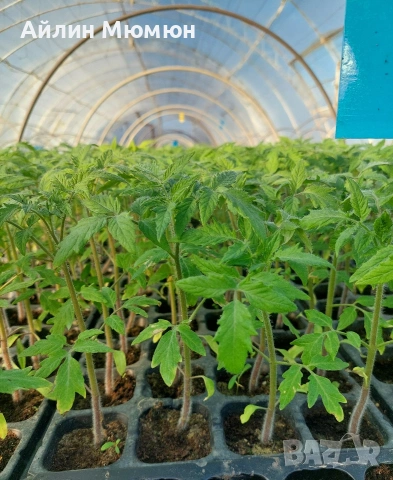 Разсад Домати, снимка 3 - Разсади - 53690981