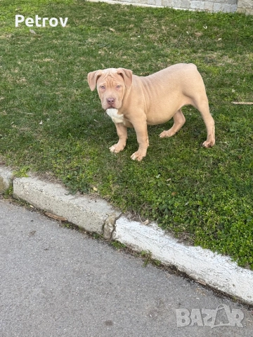 Американско були, снимка 4 - Питбул - 51911928