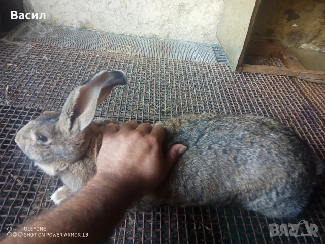 Зайци домашни , снимка 2 - Други животни - 51395663