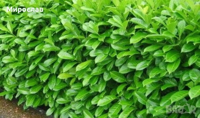 Продавам декоративен храст Лавровишна , снимка 6 - Градински цветя и растения - 54239490