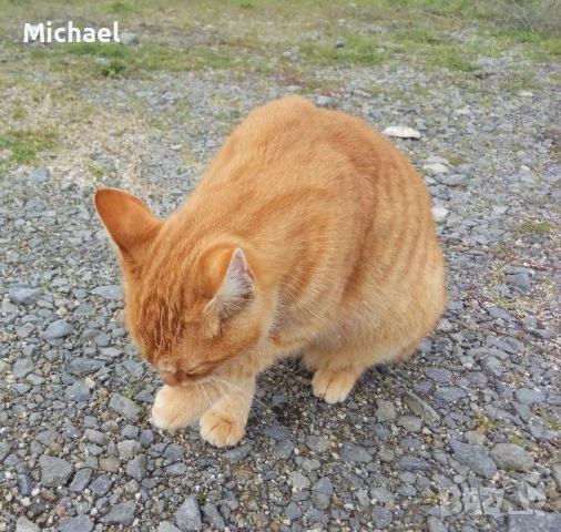 Подарявам рижко мъжко коте., снимка 10 - Други - 54016716