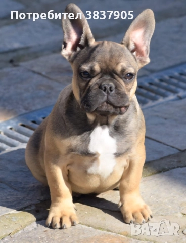 Френски булдоци, снимка 4 - Френски булдог - 52741771