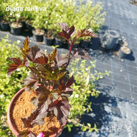 Физокарпус Диабло, Physocarpus Opulifolius Diablo, снимка 5 - Градински цветя и растения - 45688473