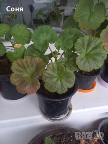 Мушкато , снимка 18 - Градински цветя и растения - 53679174