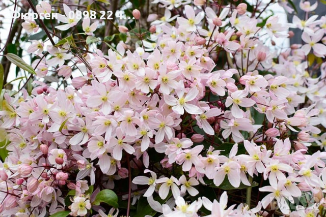 Клематис - Вечнозелен Цвят - Бял И розов, снимка 11 - Разсади - 53489678