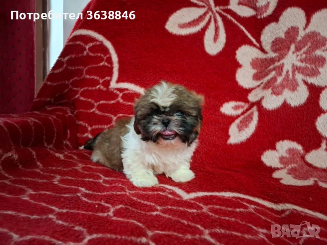 Ши тцу, снимка 3 - Ши Тцу - 50728240