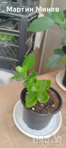 Комплект 6 цветя за 20 евро, снимка 5 - Стайни растения - 52480621