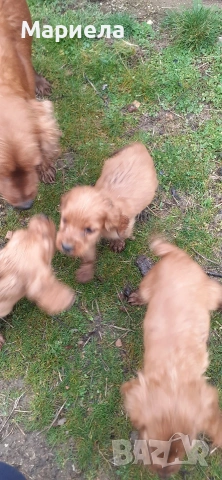 кокери , снимка 8 - Кокер шпаньол - 53399551