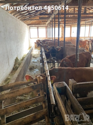 Лицензирани БРГ Крави 30Броя