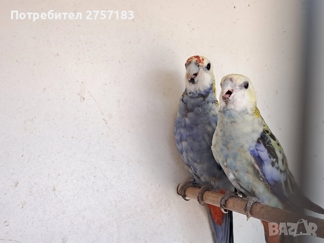 продавам чифт белоглава розела , снимка 5 - Папагали - 52809580