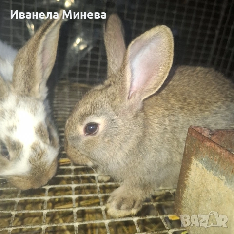 Продавам зайчета, снимка 2 - Други - 54220526