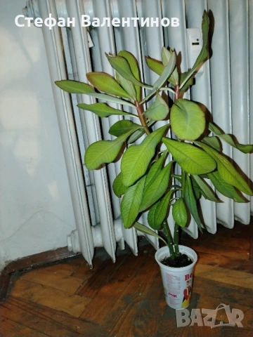 Еуфорбиякаучукова- саксийно растение. , снимка 2 - Градински цветя и растения - 51625139