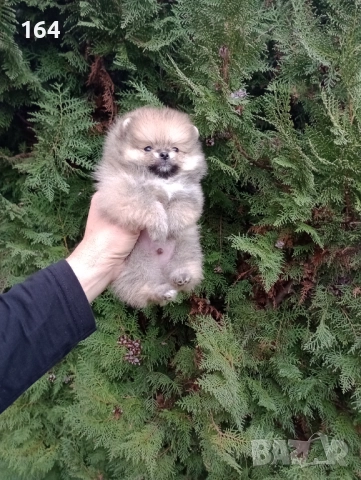 Мъжки Померани