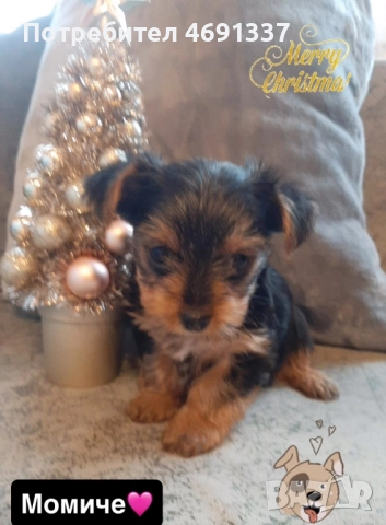 Мини йоркита, снимка 2 - Други - 52890149