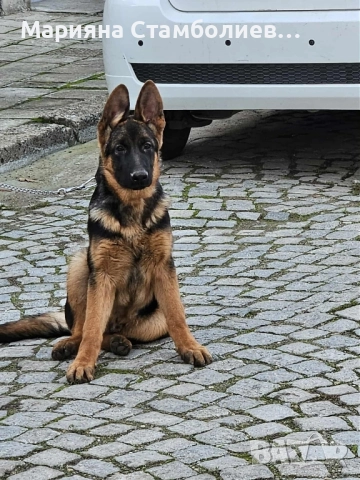 Малка мъжка немска овчарка