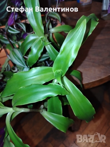 Ароматна кализия- стайно растение с множество лечебни свойства , снимка 3 - Градински цветя и растения - 51869482