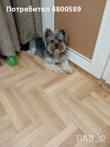 Мъжки Бивър Йоркширски Териер търси женска за разплод, снимка 2 - Други - 54235089