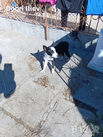 Продавам Бордан Коли, снимка 1
