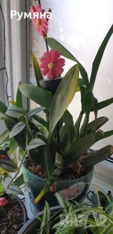 Орхидея Камбрия, снимка 4 - Градински цветя и растения - 47259812