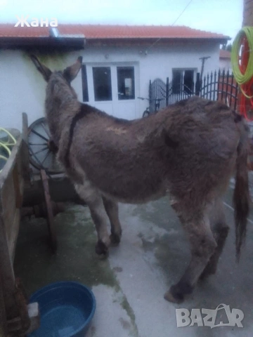Продавам Женско Магаре 