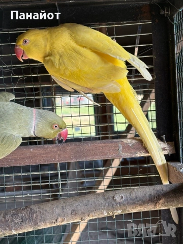 Зрели Малки Александъри