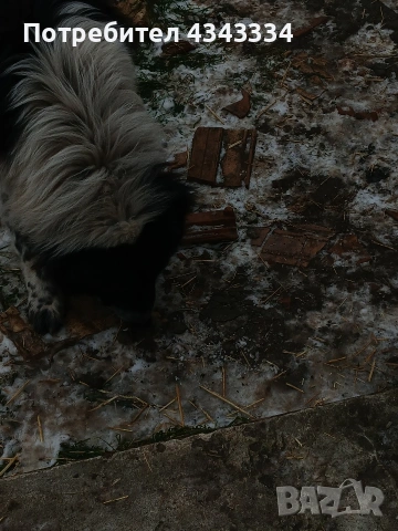 Българско овчарско куче, снимка 12 - Каракачанска овчарка - 53669702