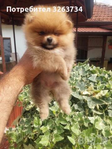 Женско померанче, снимка 1