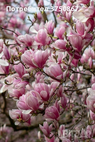 🩷🌿🌸 Магнолия Soulangeana (Magnolia × soulangeana), снимка 3 - Градински цветя и растения - 53822824