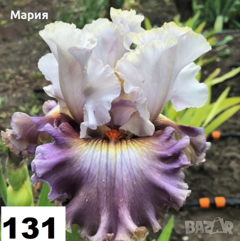 Сортови вискоки ириси /брадати ириси, снимка 3 - Сортови семена и луковици - 46410355