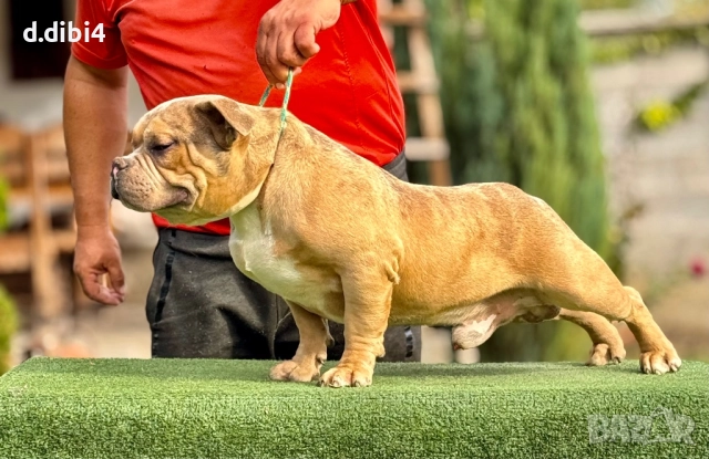 Американ були  мерле -мъжко, снимка 2 - Други - 52127253