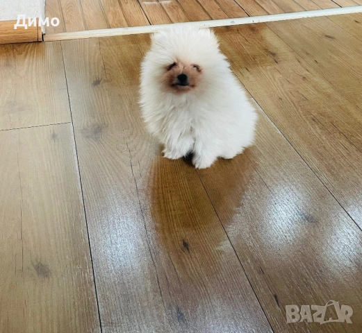 Померан, снимка 6 - Померан - 53821484