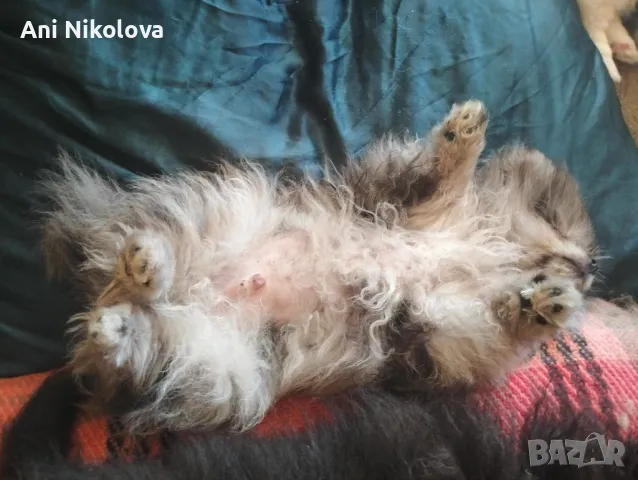 Померан рядък цвят мерле със синьо око, снимка 7 - Померан - 50248156