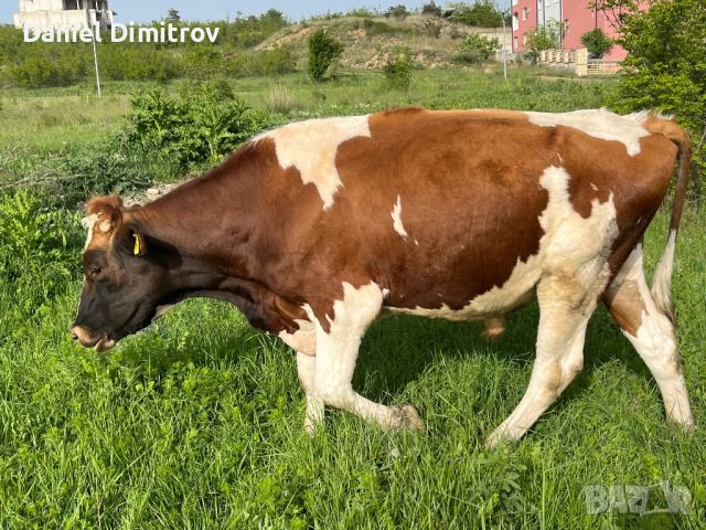 Продавам млад бик , снимка 1 - Крави - 45462088
