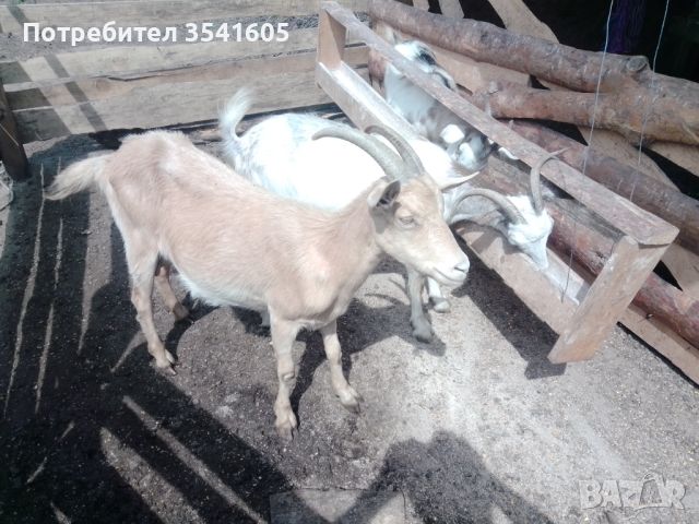 Продавам кози за изглеждане / за дамазлък, снимка 2 - Кози - 46471839