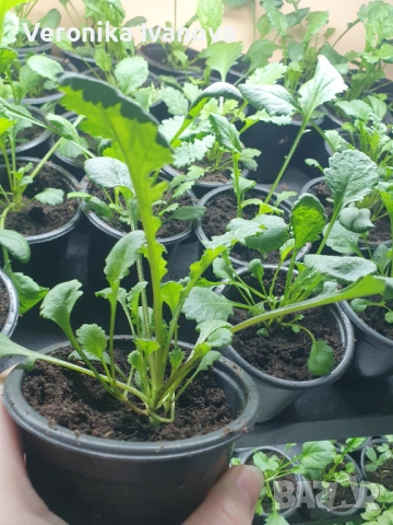 Маргарита Едроцветна, снимка 4 - Градински цветя и растения - 53078111