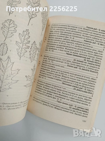 Ръководство за упражнения по дендрология и декоративна дендрология, снимка 8 - Специализирана литература - 53581179