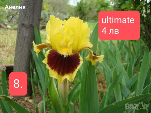 11 мини ириси за градината , снимка 2 - Градински цветя и растения - 45344601