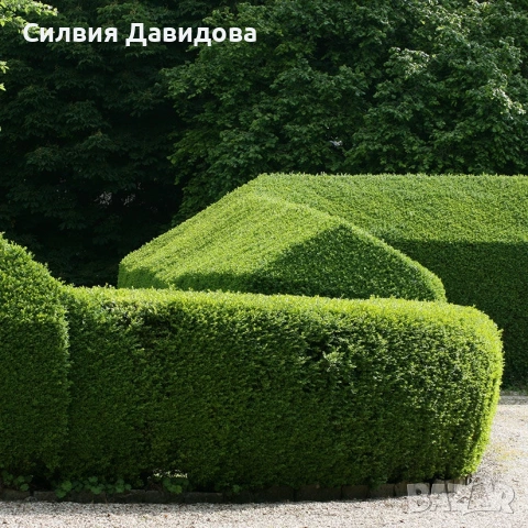 Лигуструм , снимка 15 - Градински цветя и растения - 53776491