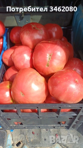 Разсад - Домати, снимка 11 - Разсади - 53999169