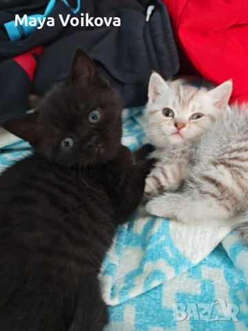 Прекрасни британчета, снимка 13 - Британска късокосместа - 52978517