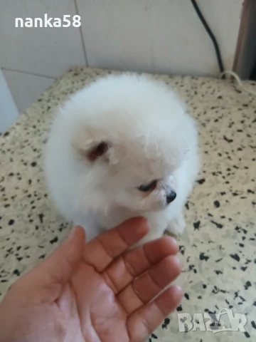 Продавам померани, снимка 3 - Померан - 51088714