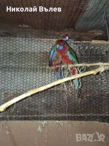 Млада двойка червени пенанти, снимка 2 - Папагали - 53304901