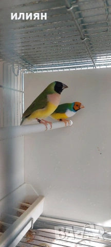 Чифт Гулдови . Японски амадини 