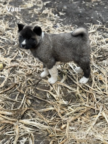 Америкаска акита , снимка 16 - Акита - 53493494