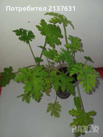 ИНДРИШЕ - АРОМАТНО , снимка 2 - Стайни растения - 51698008
