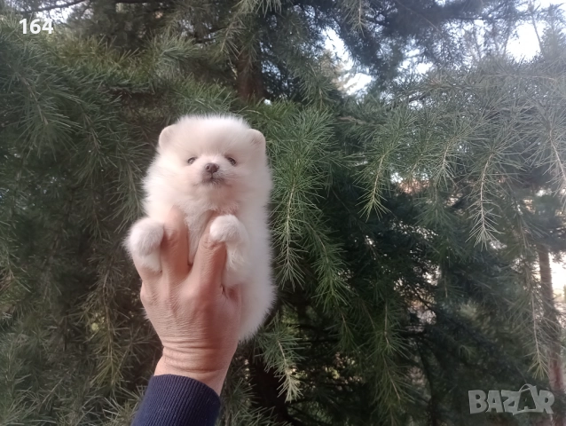 Бели мъжки и женски Померани. Реални снимки от 02.01.26 г. , снимка 2 - Померан - 52908974