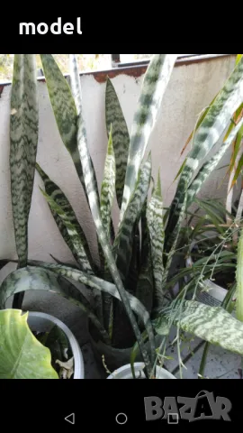 Цвете Сансевиера индийски меч, снимка 2 - Стайни растения - 49674765